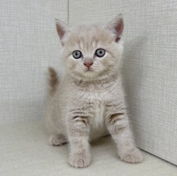ブリティッシュショートヘア【神奈川県・男の子・2025年7月25日・クリームタビー】の写真「クリームの赤いお鼻がチャームポイントです」