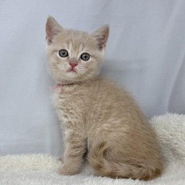 ブリティッシュショートヘア【神奈川県・男の子・2025年1月21日・クリームタビー】の写真「珍しいカラーの男の子です！」