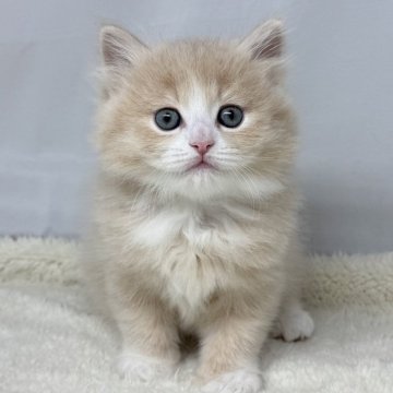 ラガマフィン【神奈川県・男の子・2025年1月3日・クリームタビーホワイト】の写真「毛ぶきが良くとても可愛い子です！！！！」