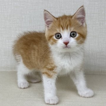 マンチカン(長足)【神奈川県・男の子・2025年7月22日・レッドタビーホワイト（ショートヘア）】の写真「綺麗なハチワレちゃんです！」