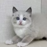 ラグドール【神奈川県・男の子・2025年7月8日・ブルーポイントバイカラー】の写真1