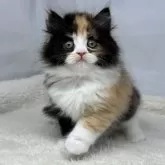 マンチカン(長足)【神奈川県・女の子・2024年12月28日・キャリコ】の写真1