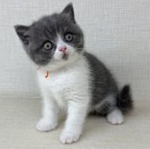ブリティッシュショートヘア
