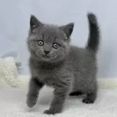 ブリティッシュショートヘア【神奈川県・女の子・2024年12月18日・ブルー】の写真1