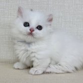 マンチカン(短足)