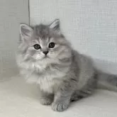 ラガマフィン