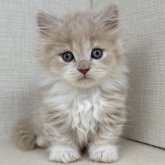 マンチカン(短足)