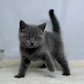 ブリティッシュショートヘア【神奈川県・女の子・2024年12月18日・ブルー】の写真2