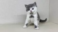 ブリティッシュショートヘア【神奈川県・男の子・2025年7月25日・ブルーホワイト】の写真2