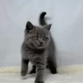 ブリティッシュショートヘア【神奈川県・女の子・2024年12月18日・ブルー】の写真3