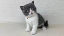 ブリティッシュショートヘア【神奈川県・女の子・2025年7月25日・ブルーホワイト】の写真5