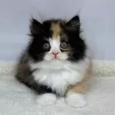 マンチカン(長足)【神奈川県・女の子・2024年12月28日・キャリコ】の写真9