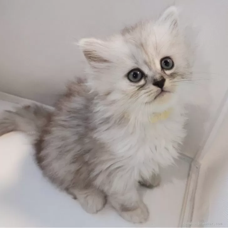 ID:2409-01626の子猫