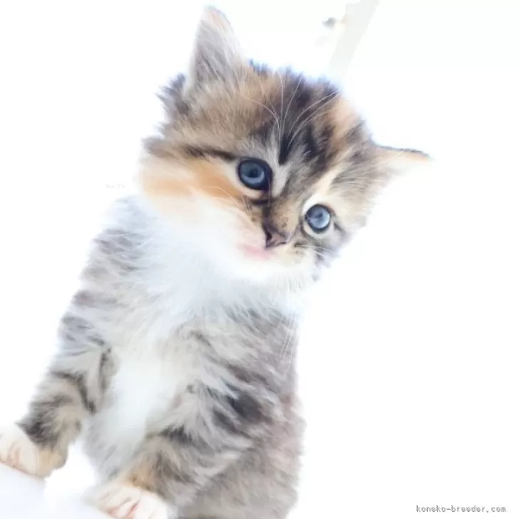ID：2405-00182の子猫