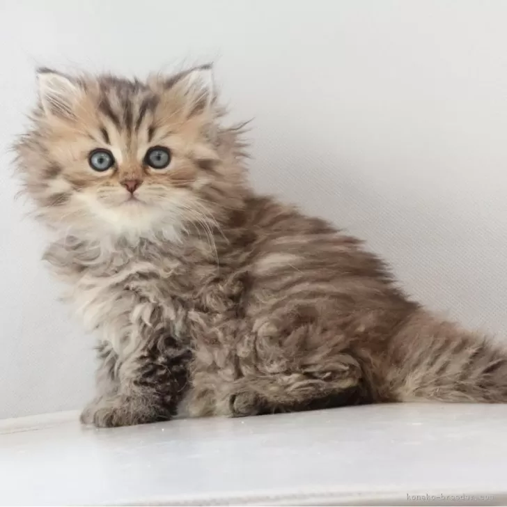 COCO 様のお迎えした子猫