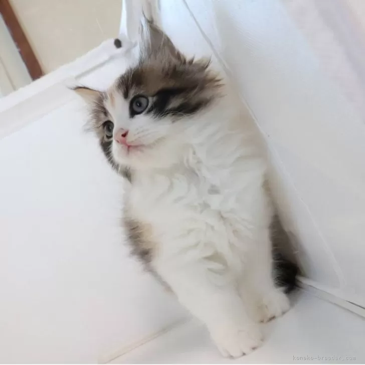 ID:2507-01960の子猫