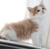 ノルウェージャンフォレストキャット
