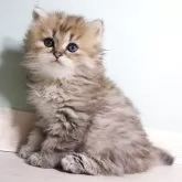 ペルシャ(チンチラ)