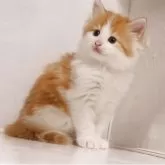 ノルウェージャンフォレストキャット