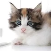 ノルウェージャンフォレストキャット
