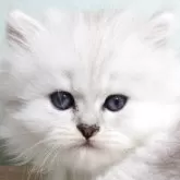 ペルシャ(チンチラ)