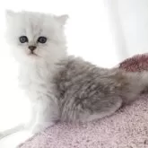 ペルシャ(チンチラ)