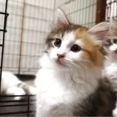 ノルウェージャンフォレストキャット