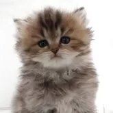 ペルシャ(チンチラ)