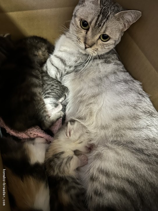 神田夕子ブリーダーのブログ：マンチカンの子猫