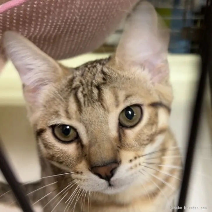 ID：2304-00182の子猫