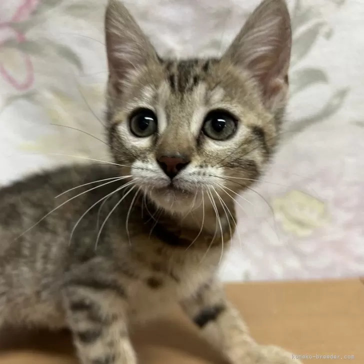 ID：2509-02583の子猫