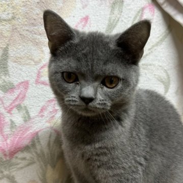 マンチカン(長足)【埼玉県・男の子・2025年7月31日・ブルー】の写真「ブルーの毛並みが綺麗な男の子！」