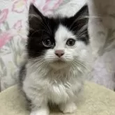 ミヌエット(短足)