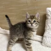 ジェネッタ【埼玉県・男の子・2025年2月20日・ブラウンタビー】の写真1