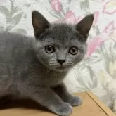 マンチカン(長足)