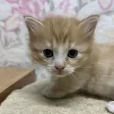 マンチカン(短足)