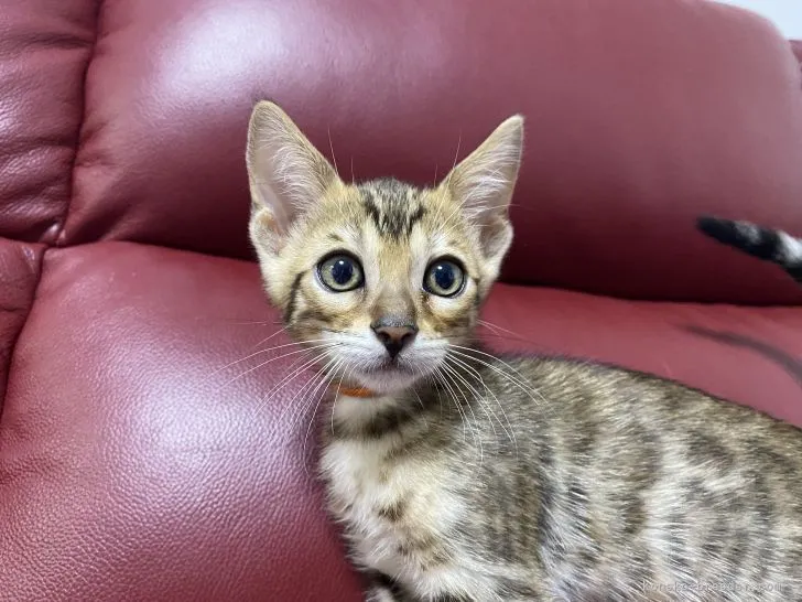 ID：2105-01008の子猫