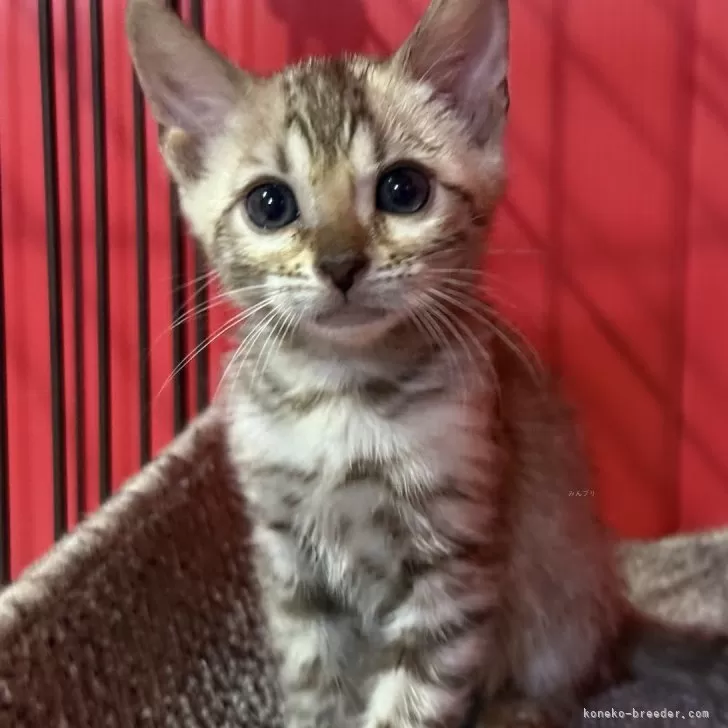 ID：2409-00765の子猫