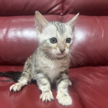 ベンガル【香川県・女の子・2024年3月21日・シルバー・マーブルド・タビー】の写真「7月10日までの販売です^ↀᴥↀ^」