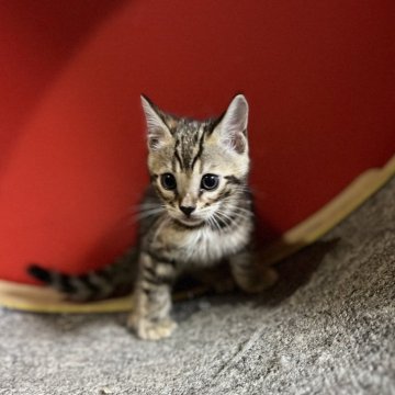 ベンガル【香川県・男の子・2024年8月6日・ブラウン スポテッド タビー】の写真「最終価格!!  10/4 までの販売です!!」