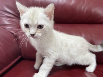 ジェネッタ【香川県・男の子・2022年2月20日・シールスポテッドリンクスポイント】の写真「mama似の可愛いお顔です^ↀᴥↀ^」