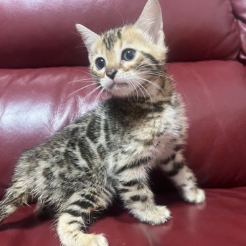 ベンガル【香川県・女の子・2024年3月21日・ブラウン・スポテッド・タビー(ロゼット)】の写真「体格のいい子です⸜(*˙꒳˙*)⸝」