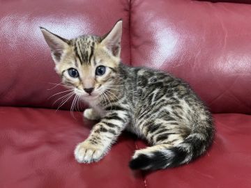 ベンガル【香川県・男の子・2022年4月25日・ブラウン・スポテッド・タビー】の写真「お値下しました❣️」