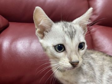 ベンガル【香川県・男の子・2021年3月16日・ブラックシルバー・スポテッド・タビー】の写真「久しぶりのシルバーくんです(,,•ω•,,)و♡」