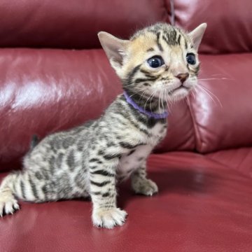 ベンガル【香川県・男の子・2023年3月12日・ブラウン・スポテッド・タビー】の写真「5/7 までの販売です(* ᴗ͈ˬᴗ͈)”」