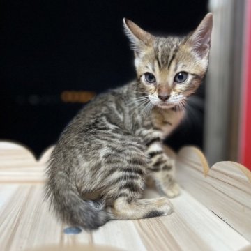 ベンガル【香川県・女の子・2024年8月6日・ブラウン スポテッド タビー】の写真「BIGロゼット(ᐤˊ꒳ˋᐤ)੭ु⁾⁾」