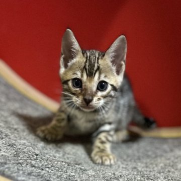 ベンガル【香川県・女の子・2024年8月6日・ブラウン スポテッド タビー】の写真「可愛いお顔の女の子( ơ ᴗ ơ )」