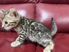 ベンガル【香川県・男の子・2022年4月25日・ブラウン・スポテッド・タビー】の写真3