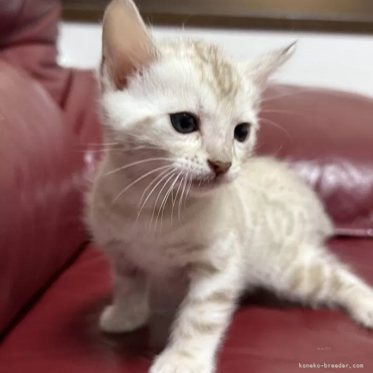 ID:2502-00949の子猫