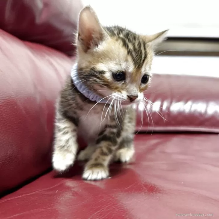 ID：2504-03102の子猫